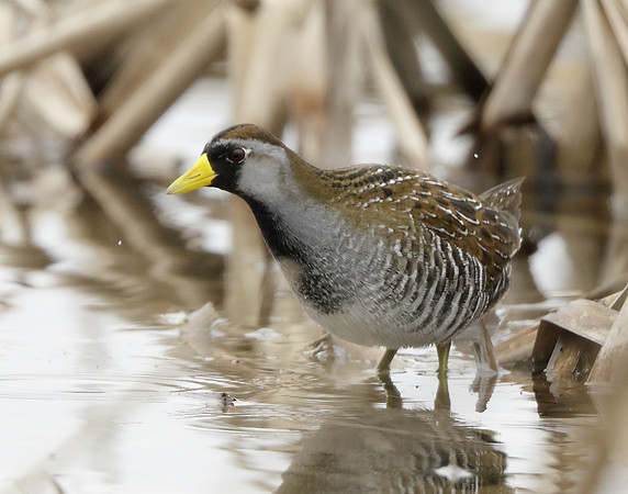 Sora Porzana carolina