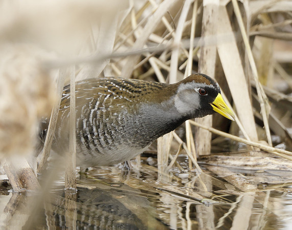 Sora Porzana carolina