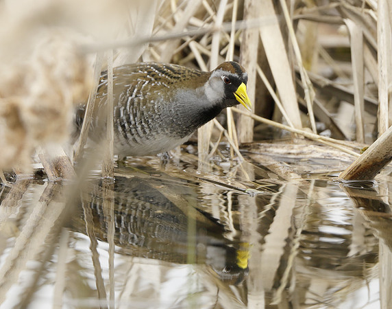 Sora Porzana carolina
