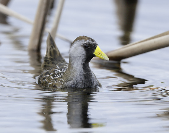 Sora Porzana carolina