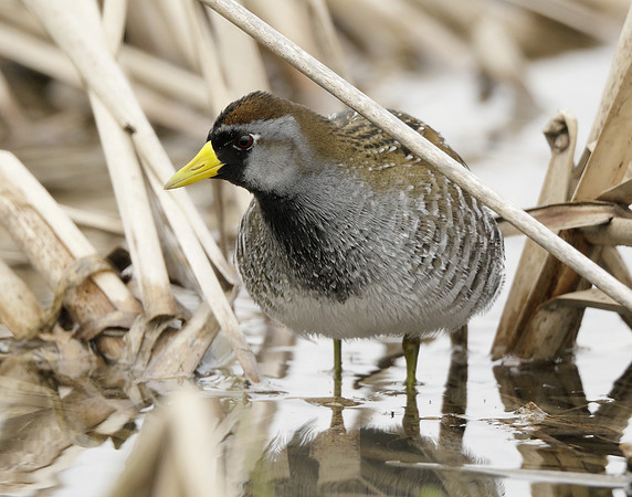 Sora Porzana carolina