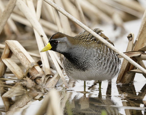 Sora Porzana carolina