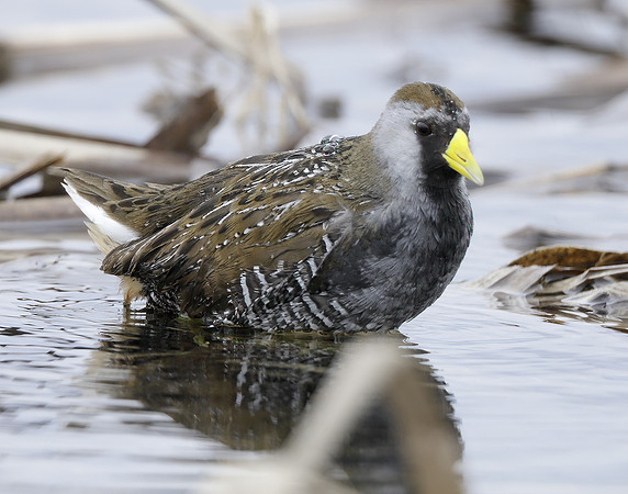 Sora Porzana carolina
