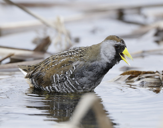 Sora Porzana carolina