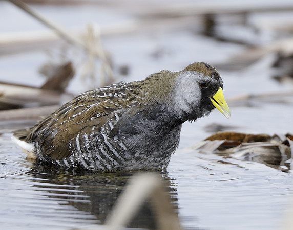 Sora Porzana carolina