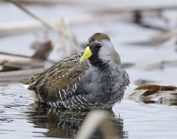 Sora Porzana carolina