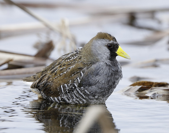 Sora Porzana carolina