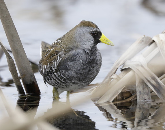 Sora Porzana carolina