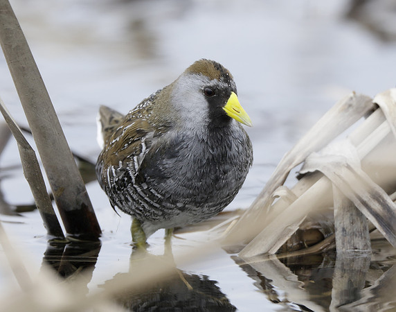Sora Porzana carolina