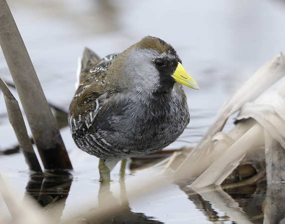 Sora Porzana carolina