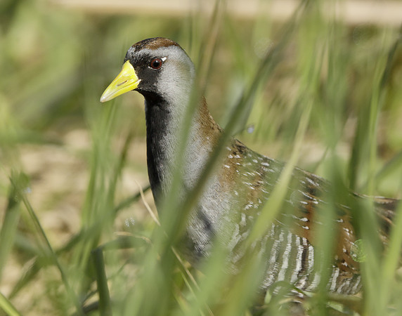 Sora Porzana carolina