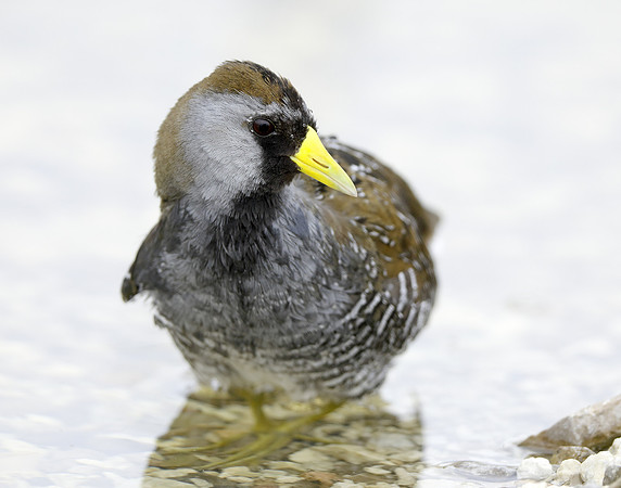Sora Porzana carolina