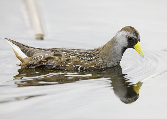 Sora Porzana carolina
