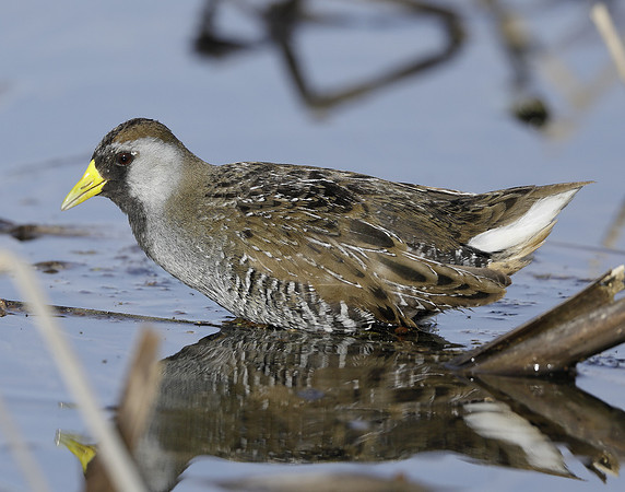 Sora Porzana carolina