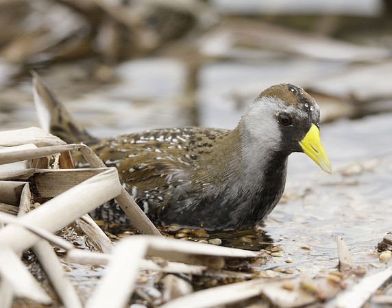 Sora Porzana carolina