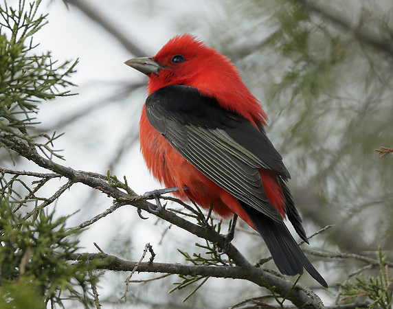 Scarlet Tanager Piranga olivacea
