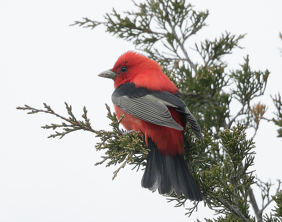 Scarlet Tanager Piranga olivacea