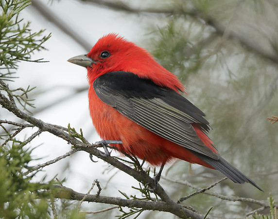 Scarlet Tanager Piranga olivacea