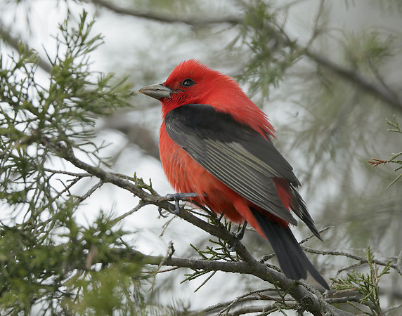 Scarlet Tanager Piranga olivacea