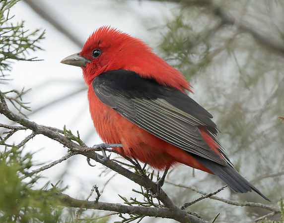 Scarlet Tanager Piranga olivacea