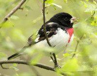 Rose-breasted Grosbeak Pheucticus ludovicianus