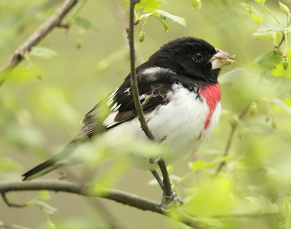 Rose-breasted Grosbeak Pheucticus ludovicianus