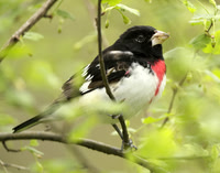 Rose-breasted Grosbeak Pheucticus ludovicianus