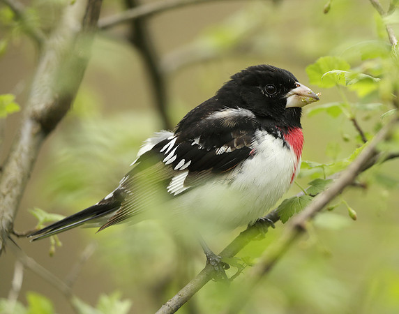 Rose-breasted Grosbeak Pheucticus ludovicianus