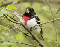 Rose-breasted Grosbeak Pheucticus ludovicianus