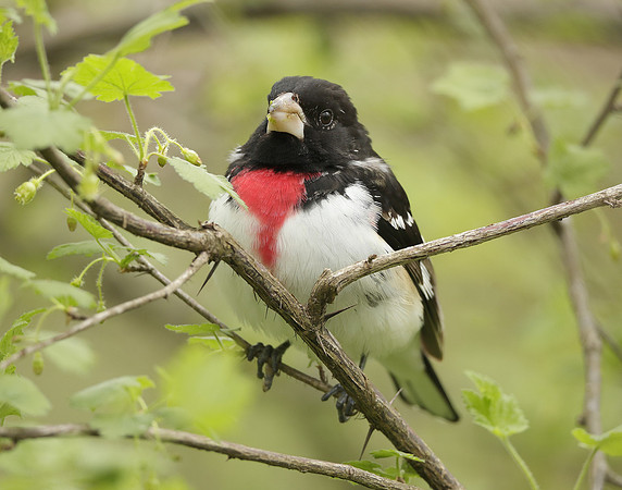 Rose-breasted Grosbeak Pheucticus ludovicianus