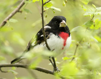 Rose-breasted Grosbeak Pheucticus ludovicianus