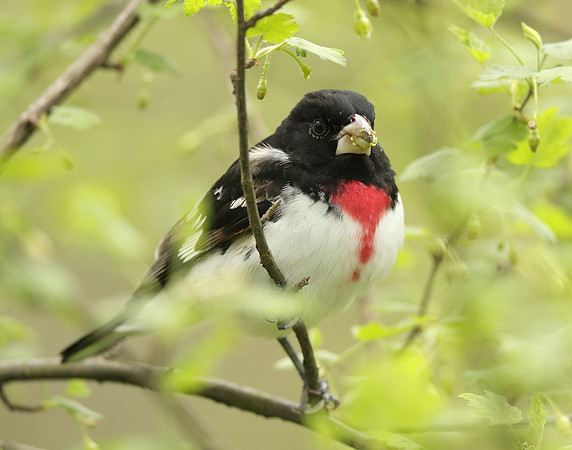 Rose-breasted Grosbeak Pheucticus ludovicianus