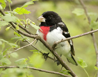 Rose-breasted Grosbeak Pheucticus ludovicianus