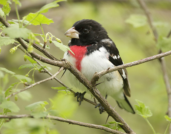 Rose-breasted Grosbeak Pheucticus ludovicianus