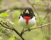 Rose-breasted Grosbeak Pheucticus ludovicianus