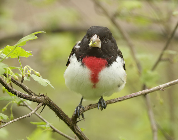Rose-breasted Grosbeak Pheucticus ludovicianus