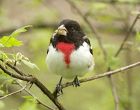 Rose-breasted Grosbeak Pheucticus ludovicianus