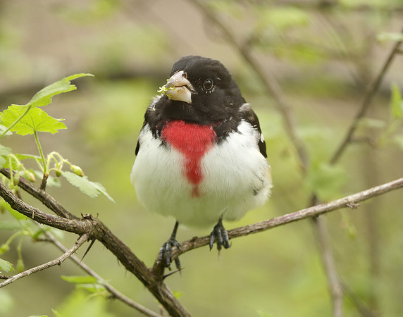Rose-breasted Grosbeak Pheucticus ludovicianus