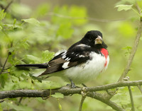 Rose-breasted Grosbeak Pheucticus ludovicianus