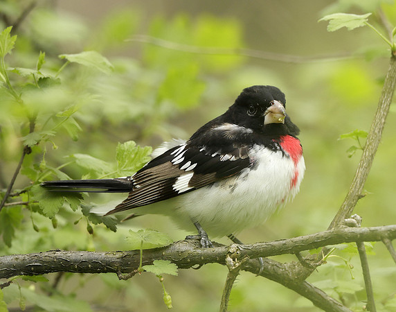 Rose-breasted Grosbeak Pheucticus ludovicianus