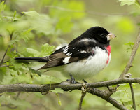 Rose-breasted Grosbeak Pheucticus ludovicianus