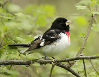 Rose-breasted Grosbeak Pheucticus ludovicianus