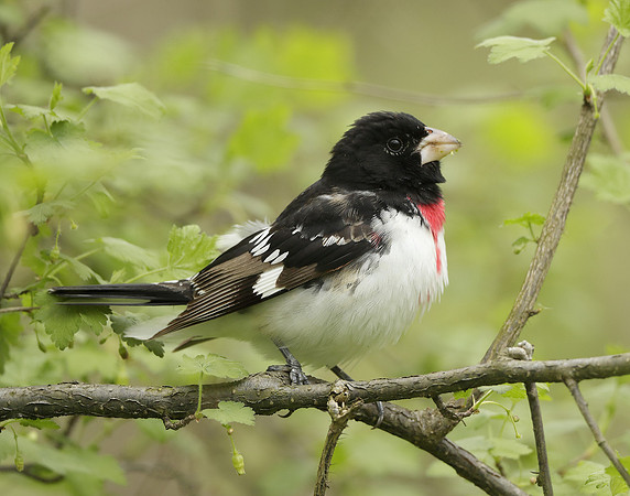 Rose-breasted Grosbeak Pheucticus ludovicianus