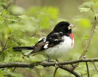 Rose-breasted Grosbeak Pheucticus ludovicianus