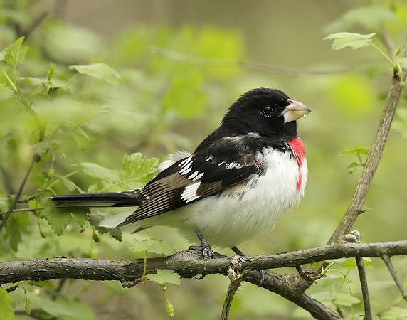 Rose-breasted Grosbeak Pheucticus ludovicianus