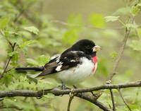 Rose-breasted Grosbeak Pheucticus ludovicianus