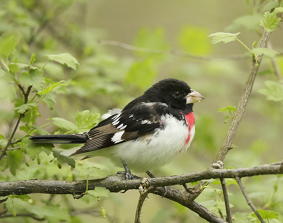 Rose-breasted Grosbeak Pheucticus ludovicianus