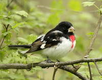 Rose-breasted Grosbeak Pheucticus ludovicianus