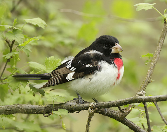 Rose-breasted Grosbeak Pheucticus ludovicianus