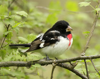 Rose-breasted Grosbeak Pheucticus ludovicianus